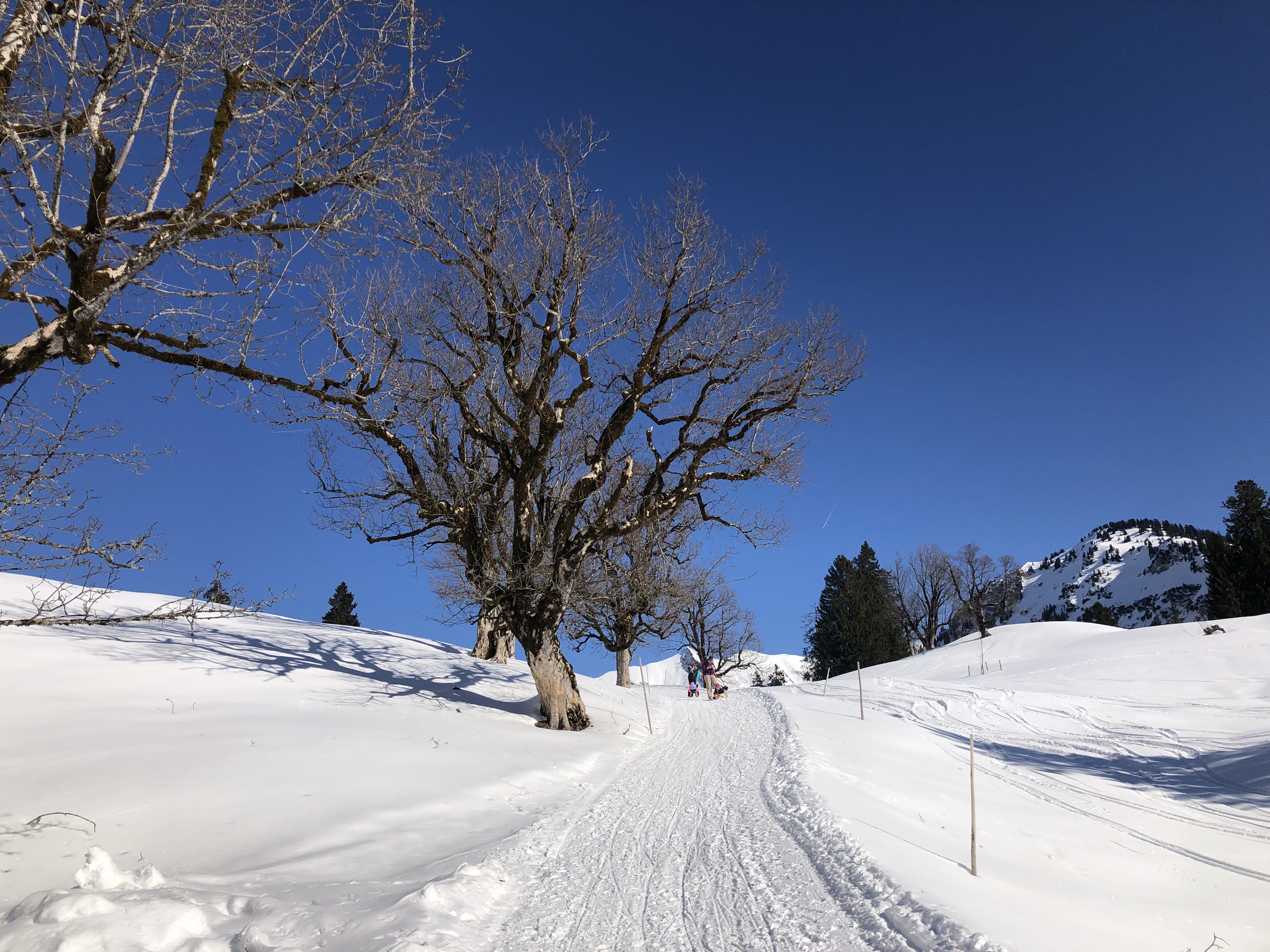 Restaurants im Oberallgäu: Schwarzenberghütte im Naturschutzgebiet Hintersteiner Tal - Schwarzenberghütte - Einkehrziel im Hintersteiner Tal