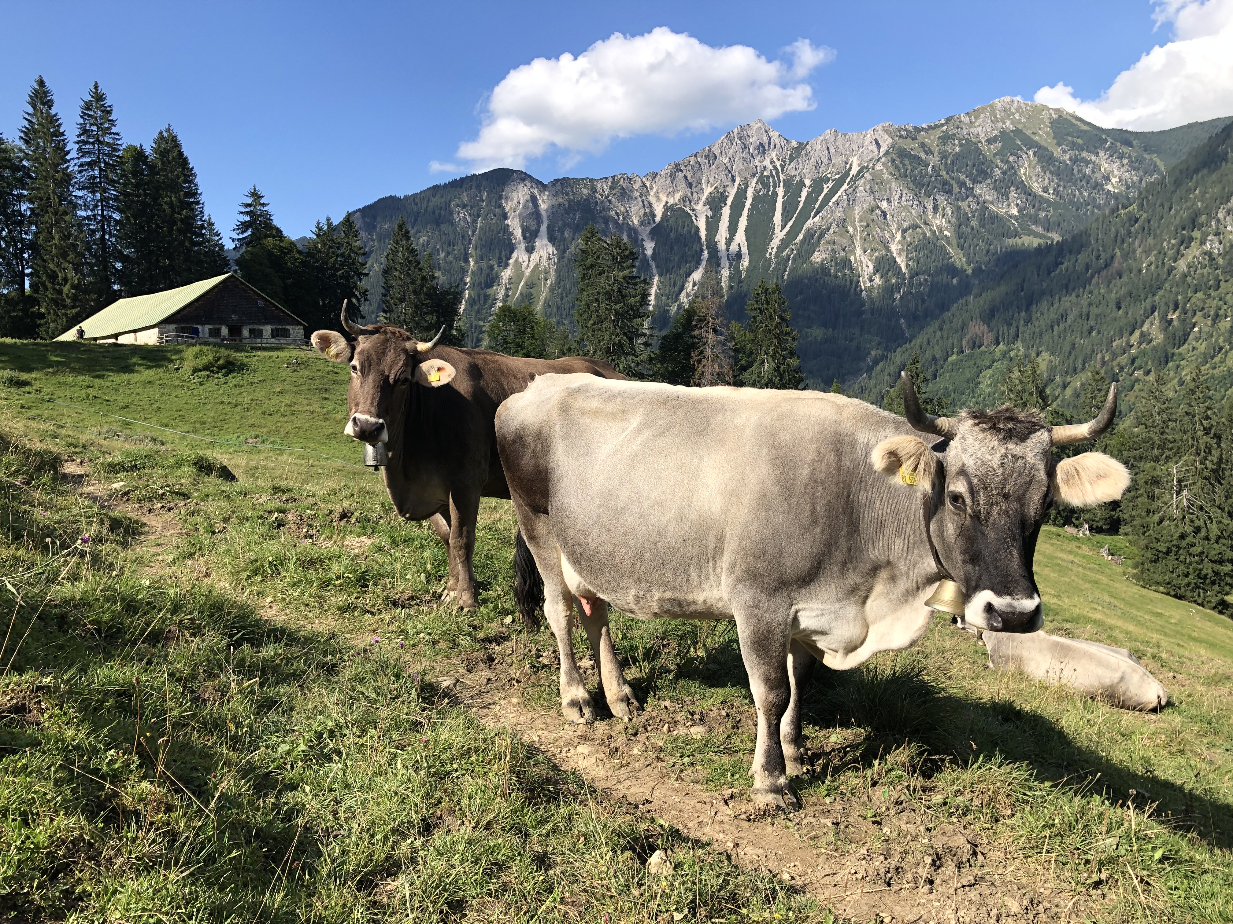 Restaurants im Oberallgäu: Schwarzenberghütte im Naturschutzgebiet Hintersteiner Tal - Schwarzenberghütte - Einkehrziel im Hintersteiner Tal