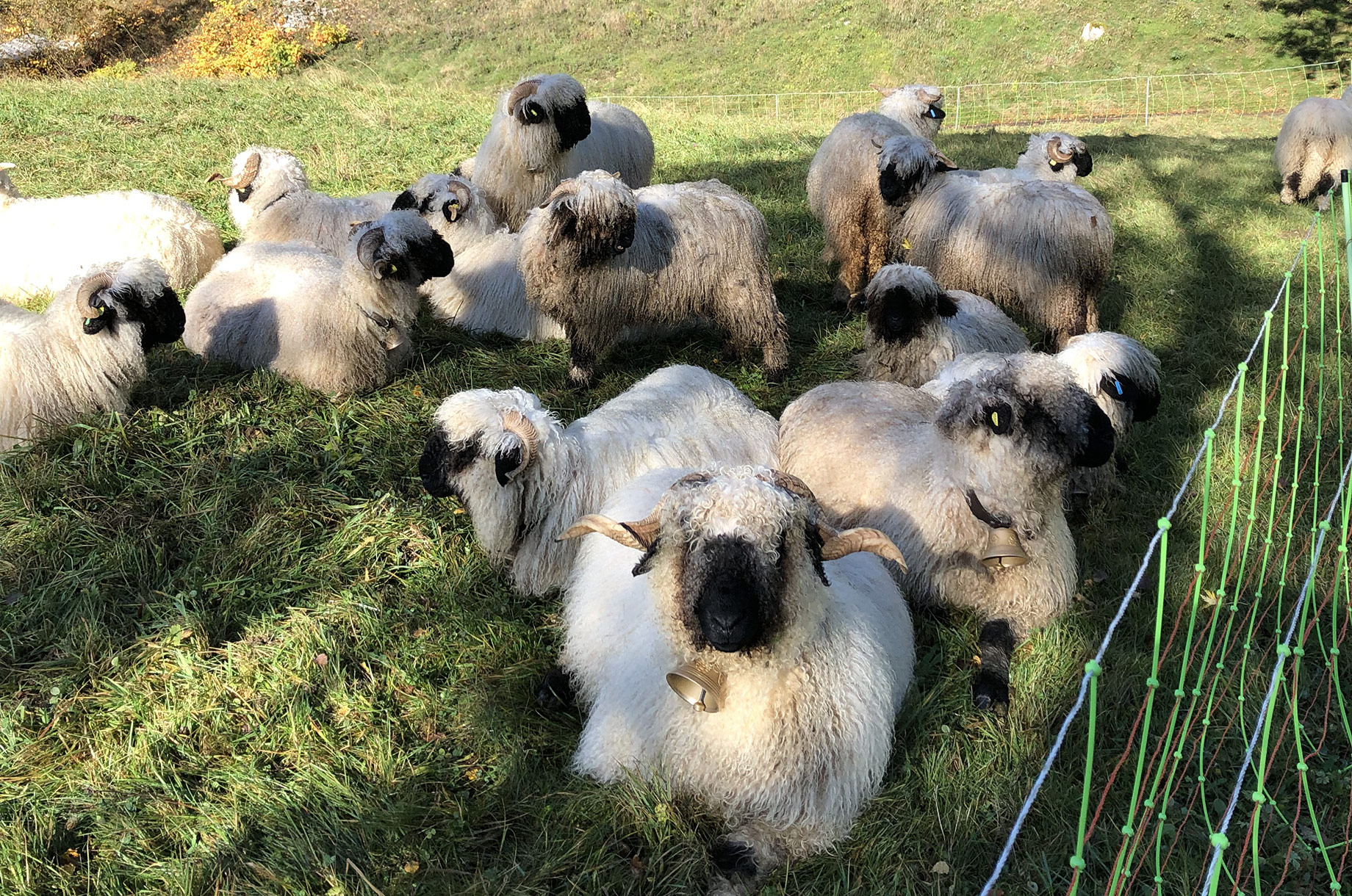 Veranstaltungen im Oberallgäu: Erlebnistag auf dem Wohlfahrthof in Rettenberg - Erlebnistag auf dem Wohlfahrthof in Rettenberg