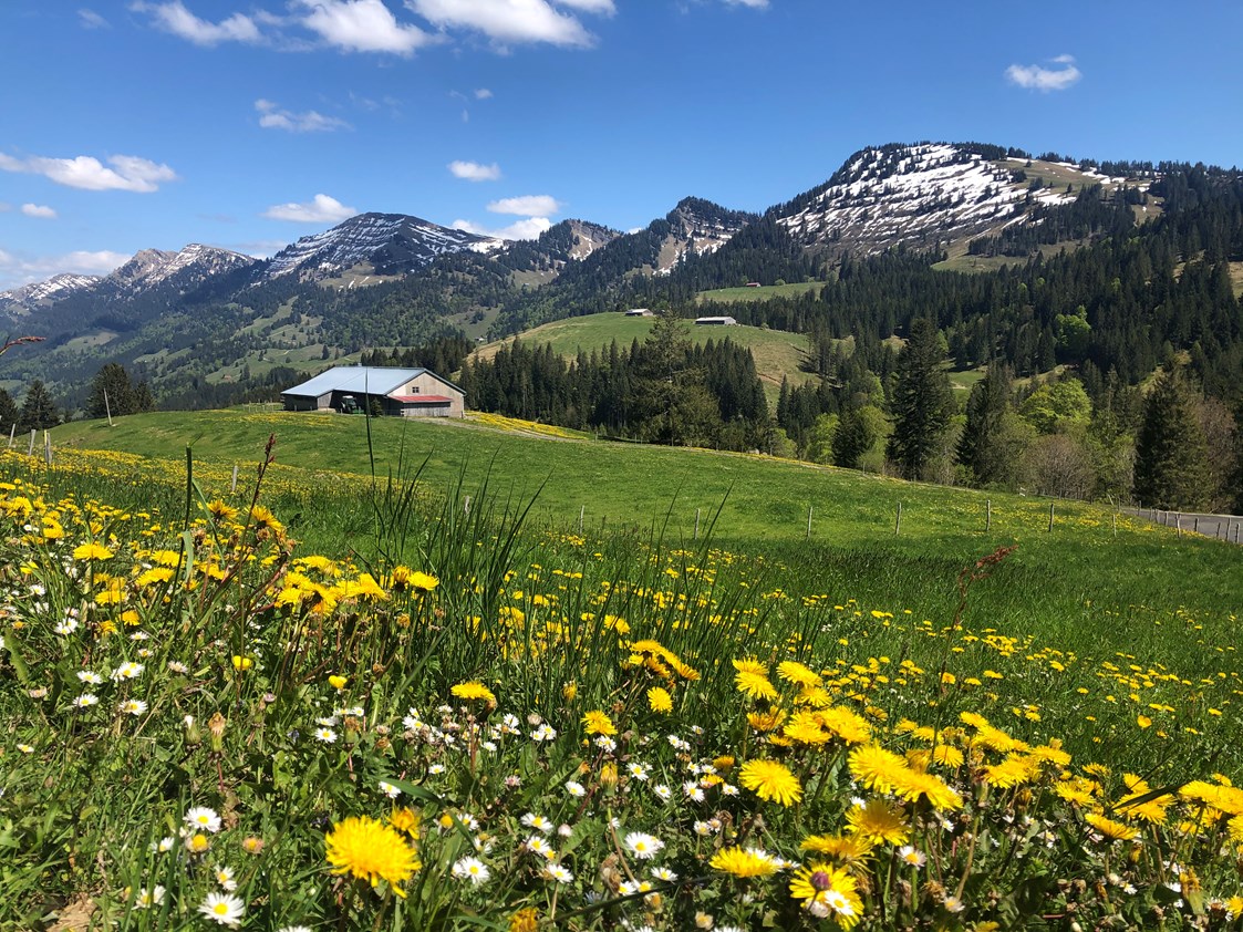Erlebnisse: Wanderparadies an der Imbergbahn mit Blick auf den Hochgrat - Die Imbergbahn - das Wanderparadies über Steibis