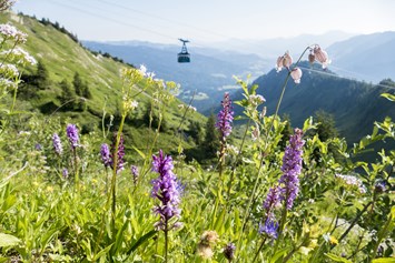 Erlebnisse im Oberallgäu: Walmendingerhornbahn - Bergbahn im Kleinwalsertal - Walmendingerhornbahn im Sommer