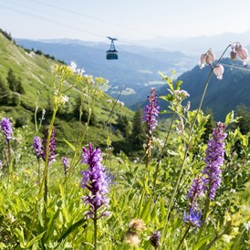 Erlebnisse: Walmendingerhornbahn - Bergbahn im Kleinwalsertal - Walmendingerhornbahn im Sommer