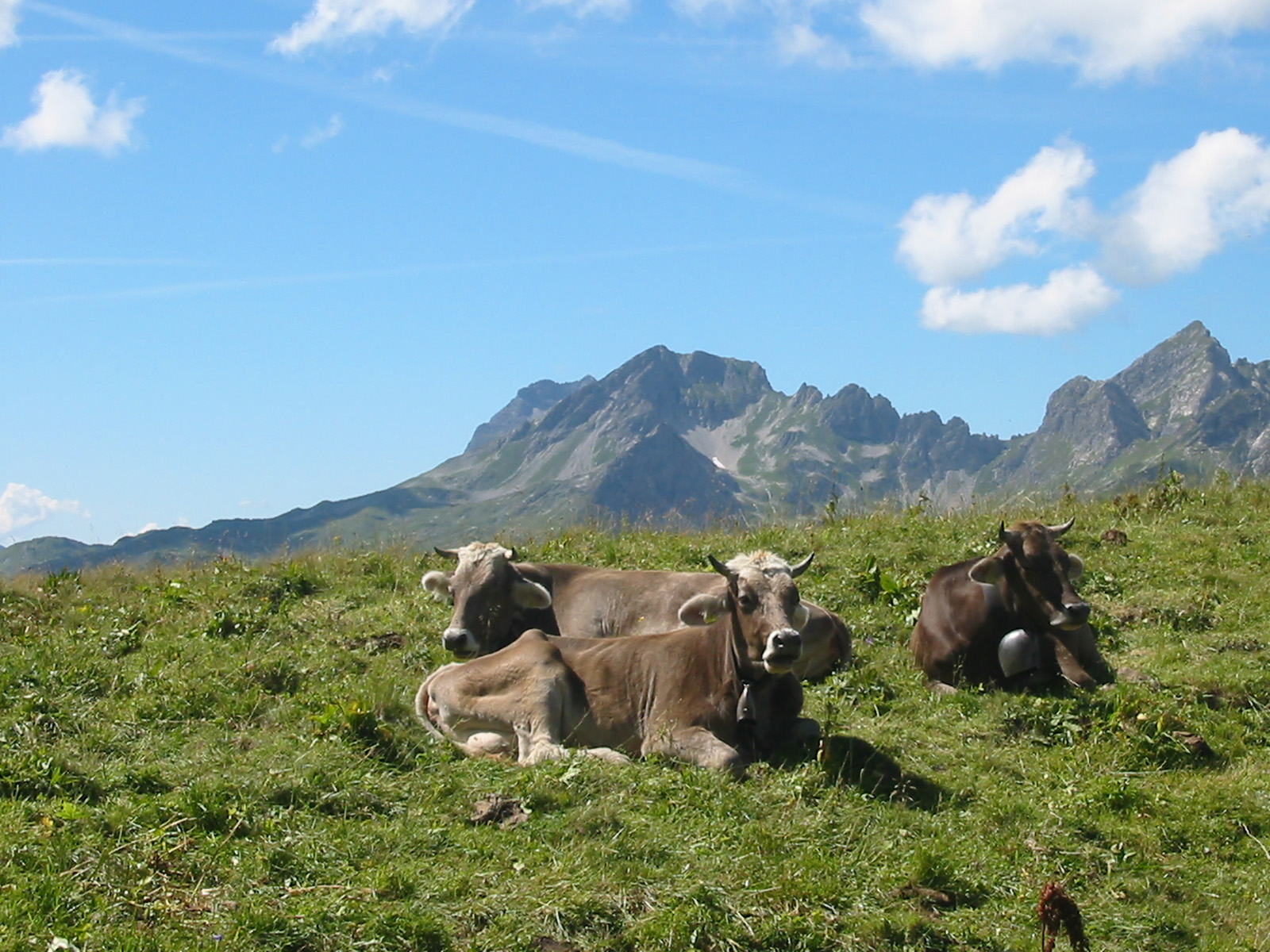 Hotels und Ferienwohnungen im Oberallgäu - Saison: Sommer - Enzianhütte