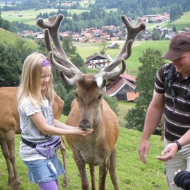 Erlebnisse: Wildpark in Obermaiselstein im Allgäu - Alpenwildpark in Obermaiselstein