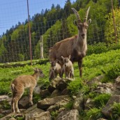 ausflugsziele: Wildpark in Obermaiselstein im Allgäu - Alpenwildpark in Obermaiselstein