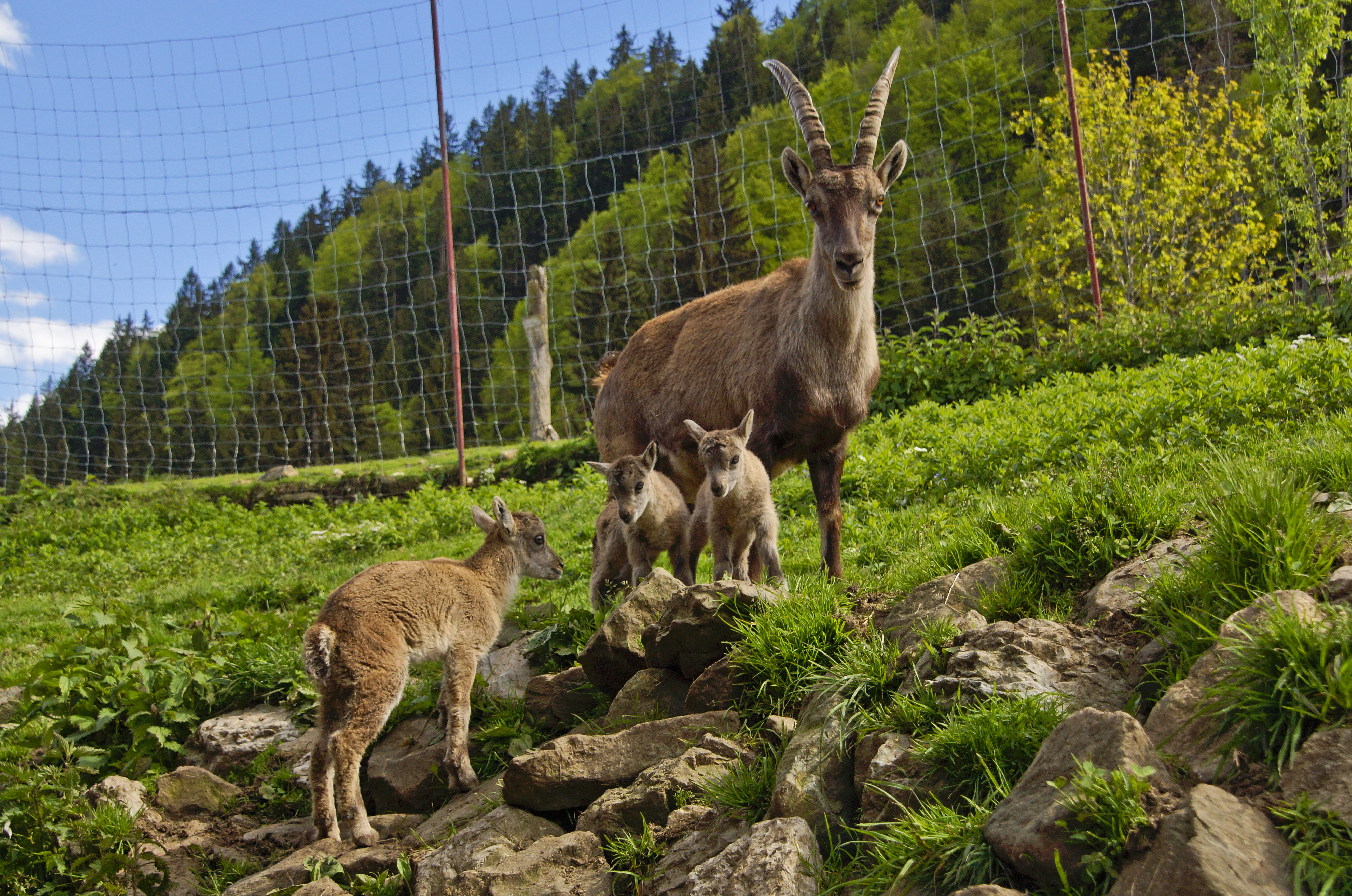 Hotels und Ferienwohnungen im Oberallgäu - Kategorien: Tierpark - Obermaiselstein - Wildpark in Obermaiselstein im Allgäu - Alpenwildpark in Obermaiselstein mit Shuttle-Service