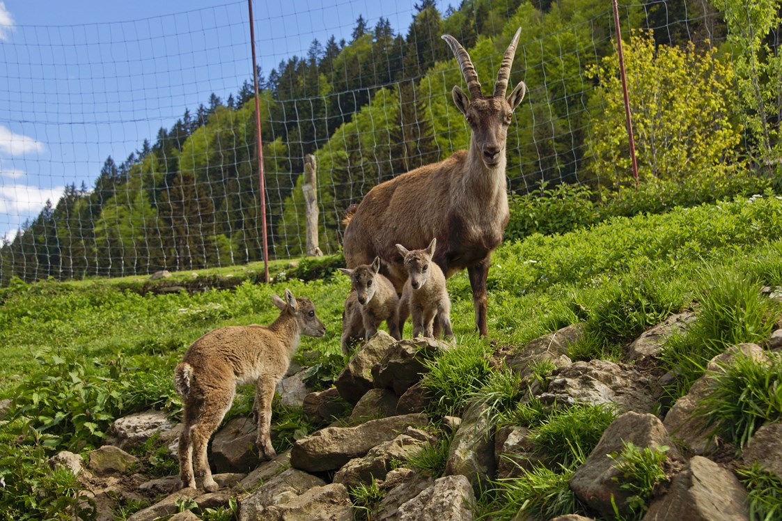 Erlebnisse im Oberallgäu: Wildpark in Obermaiselstein im Allgäu - Alpenwildpark in Obermaiselstein mit Shuttle-Service