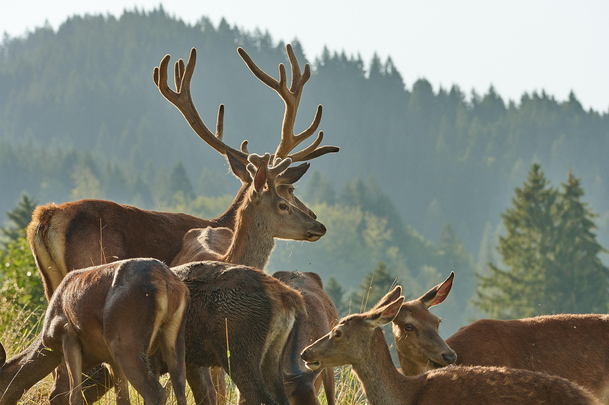 Erlebnisse im Oberallgäu: Alpenwildpark - Wildgehege in Obermaiselstein im Oberallgäu - Alpenwildpark in Obermaiselstein mit Shuttle-Service
