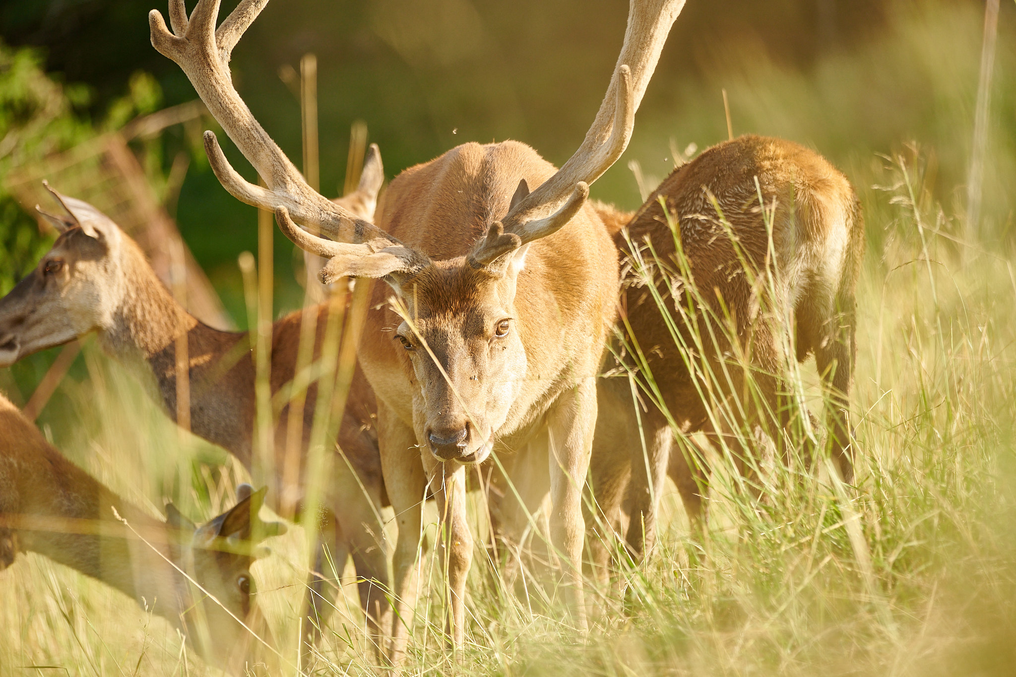 Erlebnisse im Oberallgäu: Alpenwildpark in Obermaiselstein im Oberallgäu - Alpenwildpark in Obermaiselstein mit Shuttle-Service