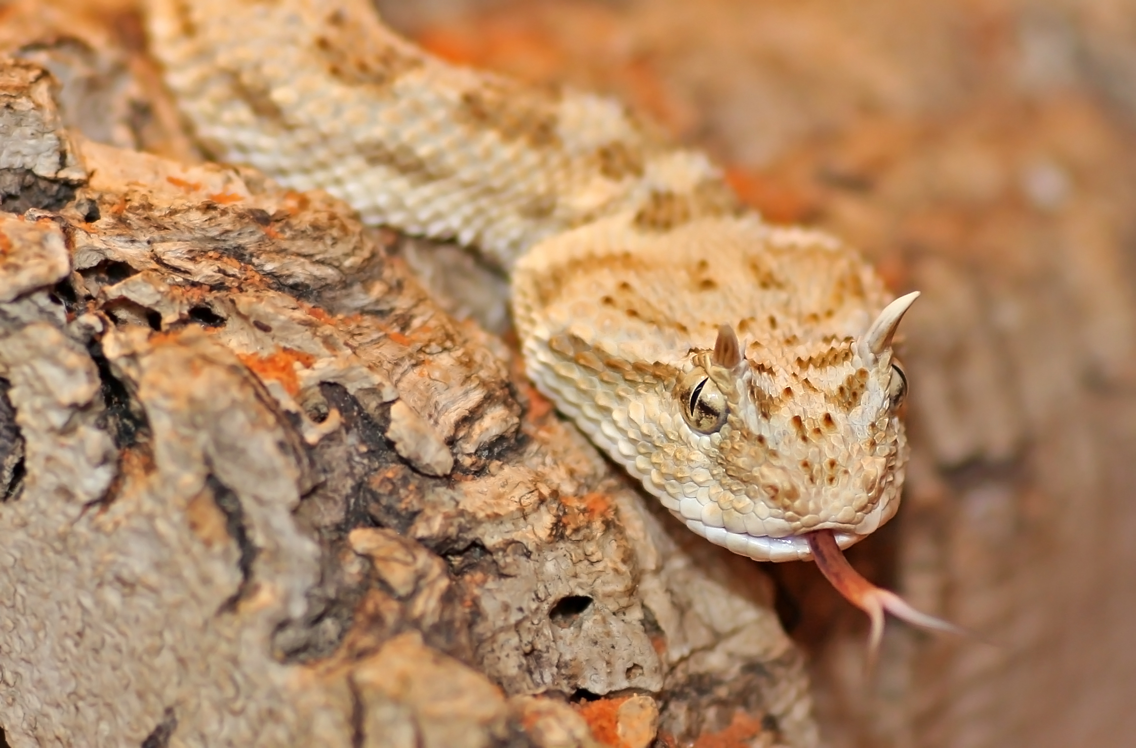 Hotels und Ferienwohnungen im Oberallgäu - Kategorien: Tierpark - Scheidegg - Reptilienzoo