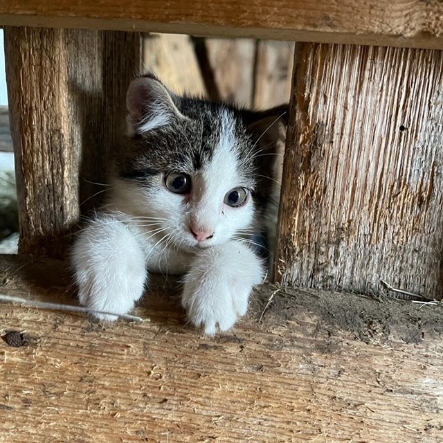 Erlebnisse im Oberallgäu: Tierparadies & Kinderparadies in Burgberg