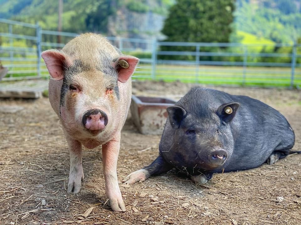 Hotels und Ferienwohnungen im Oberallgäu - Tierparadies & Kinderparadies in Burgberg
