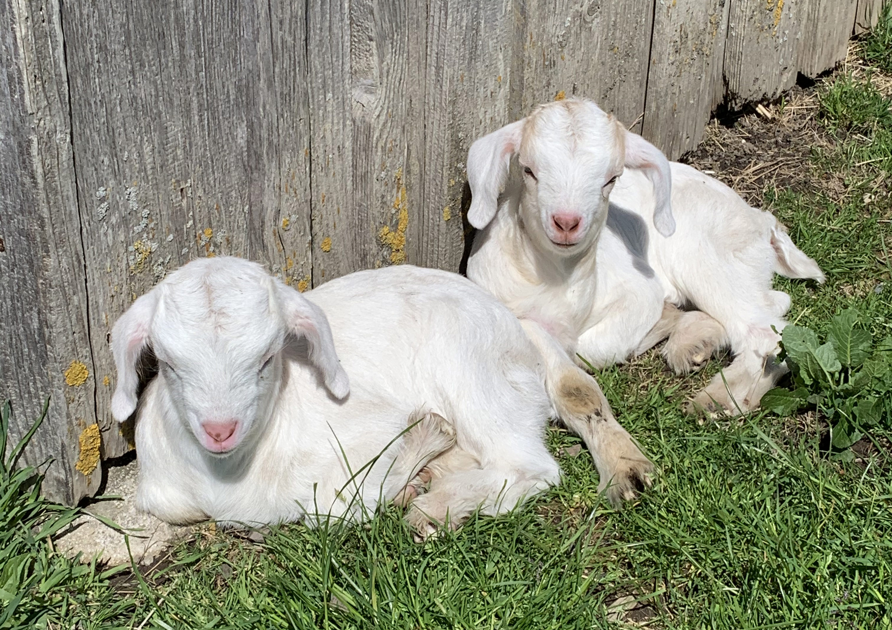 Hotels und Ferienwohnungen im Oberallgäu - Tierparadies & Kinderparadies in Burgberg