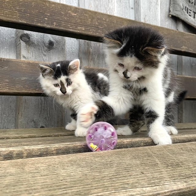 Erlebnisse im Oberallgäu: Tierparadies & Kinderparadies in Burgberg