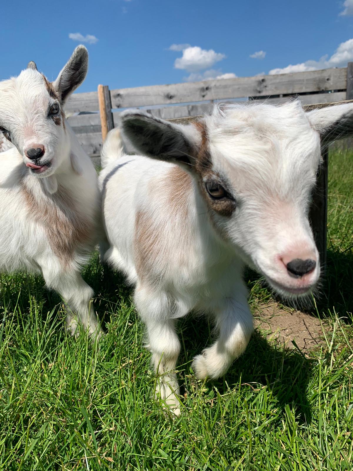 Erlebnisse im Oberallgäu: Tierparadies & Kinderparadies in Burgberg