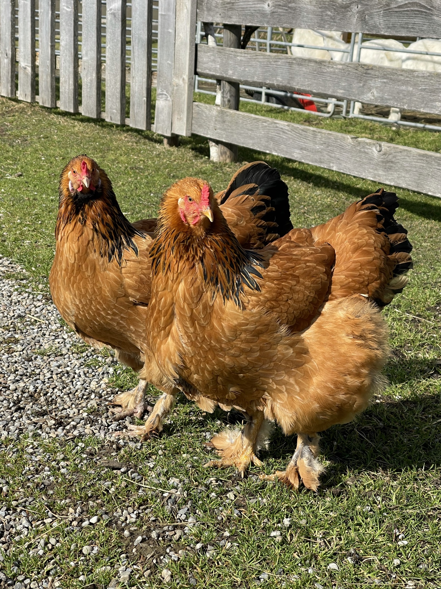 Erlebnisse im Oberallgäu: Tierparadies & Kinderparadies in Burgberg