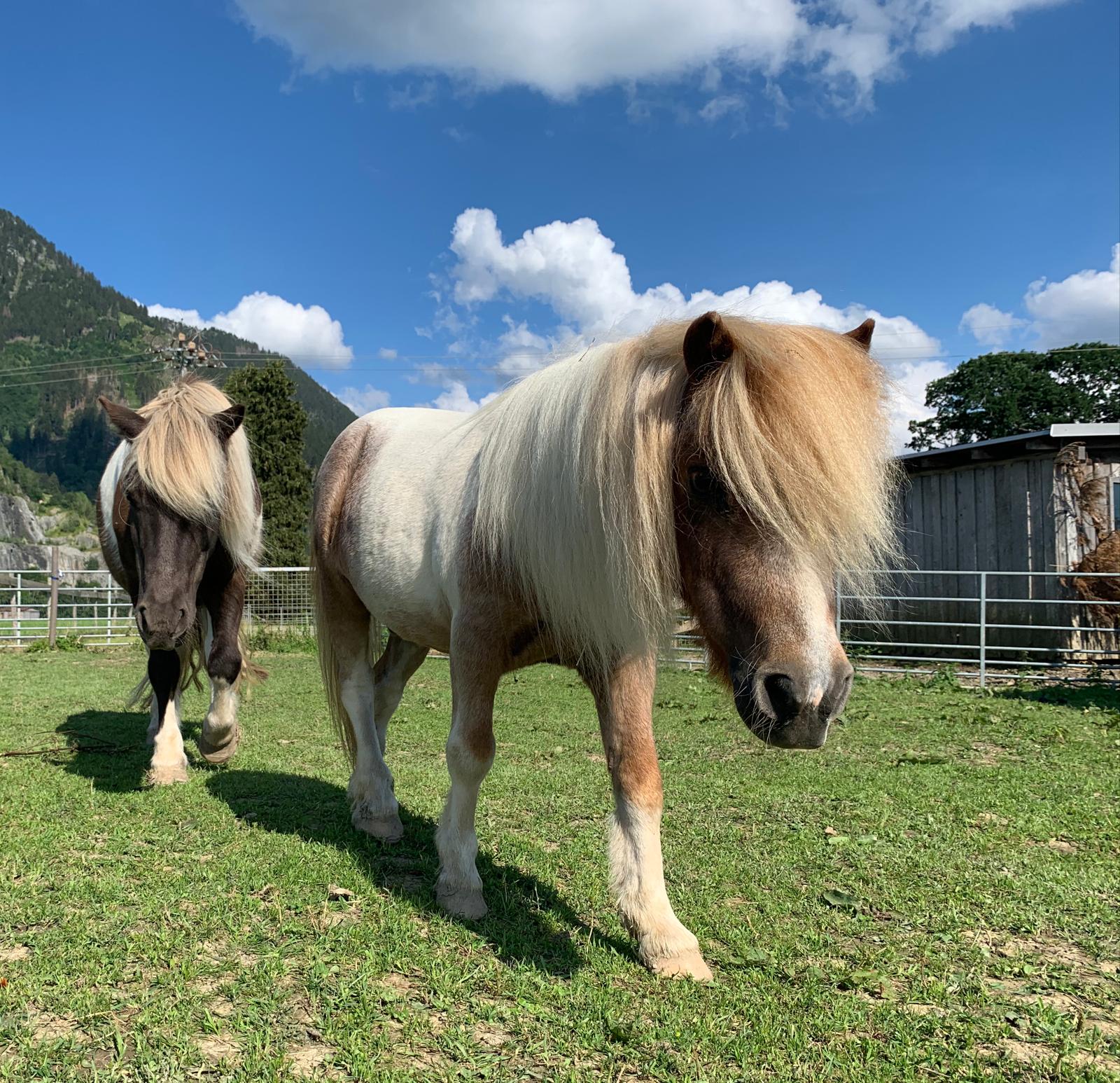 Erlebnisse im Oberallgäu: Tierparadies & Kinderparadies in Burgberg