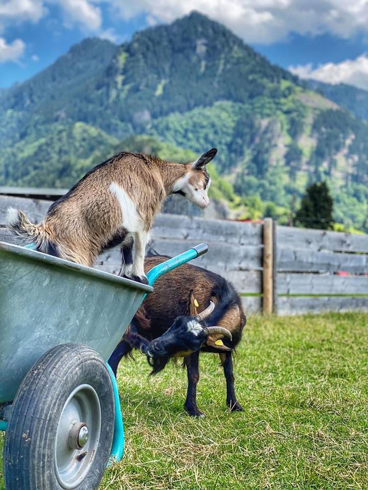 Erlebnisse im Oberallgäu: Tierparadies & Kinderparadies in Burgberg