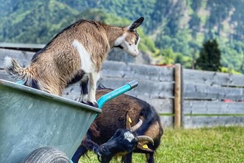 Erlebnisse im Oberallgäu: Tierparadies & Kinderparadies in Burgberg