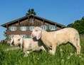 Erlebnisse im Oberallgäu: Allgäuer Bergbauernmuseum Immenstadt - Diepolz - Allgäuer Bergbauernmuseum Immenstadt - Diepolz