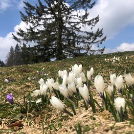 Unterkunft im Allgäu: Frühling auf dem Imbeg - Berghaus Christiane - Steibis im Allgäu
