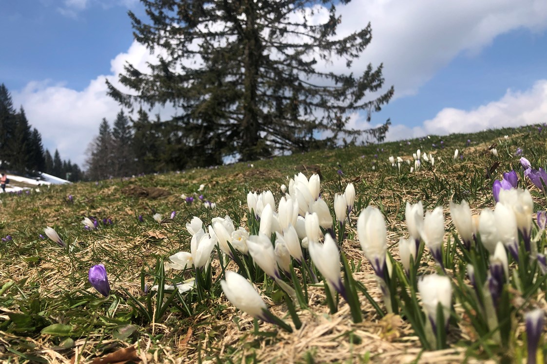 Unterkunft im Allgäu: Frühling auf dem Imbeg - Berghaus Christiane - Steibis im Allgäu