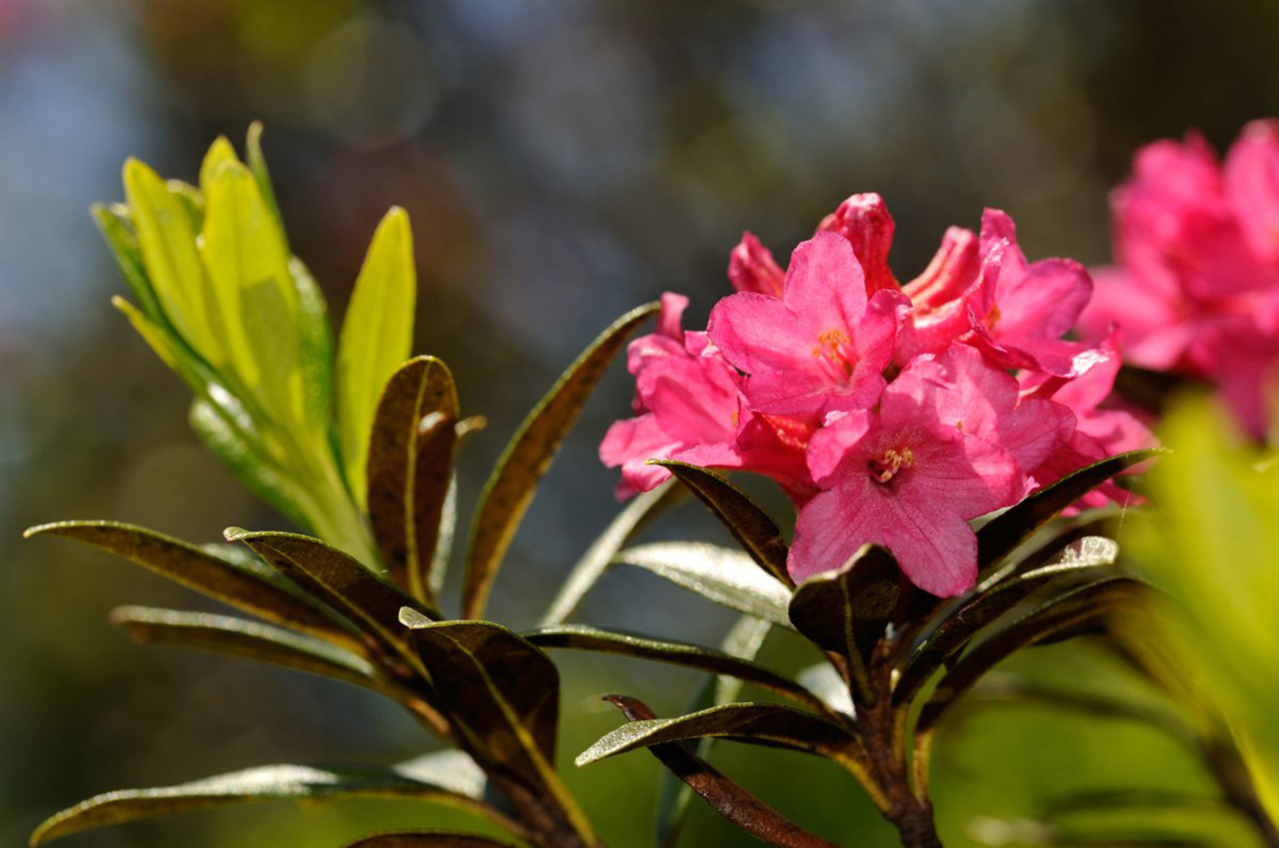 Unterkunft im Allgäu: Ferienwohnungen in Oberstdorf im Allgäu - Haus Rappenkopf - Haus Rappenkopf - Ferienwohnungen in Oberstdorf im Allgäu