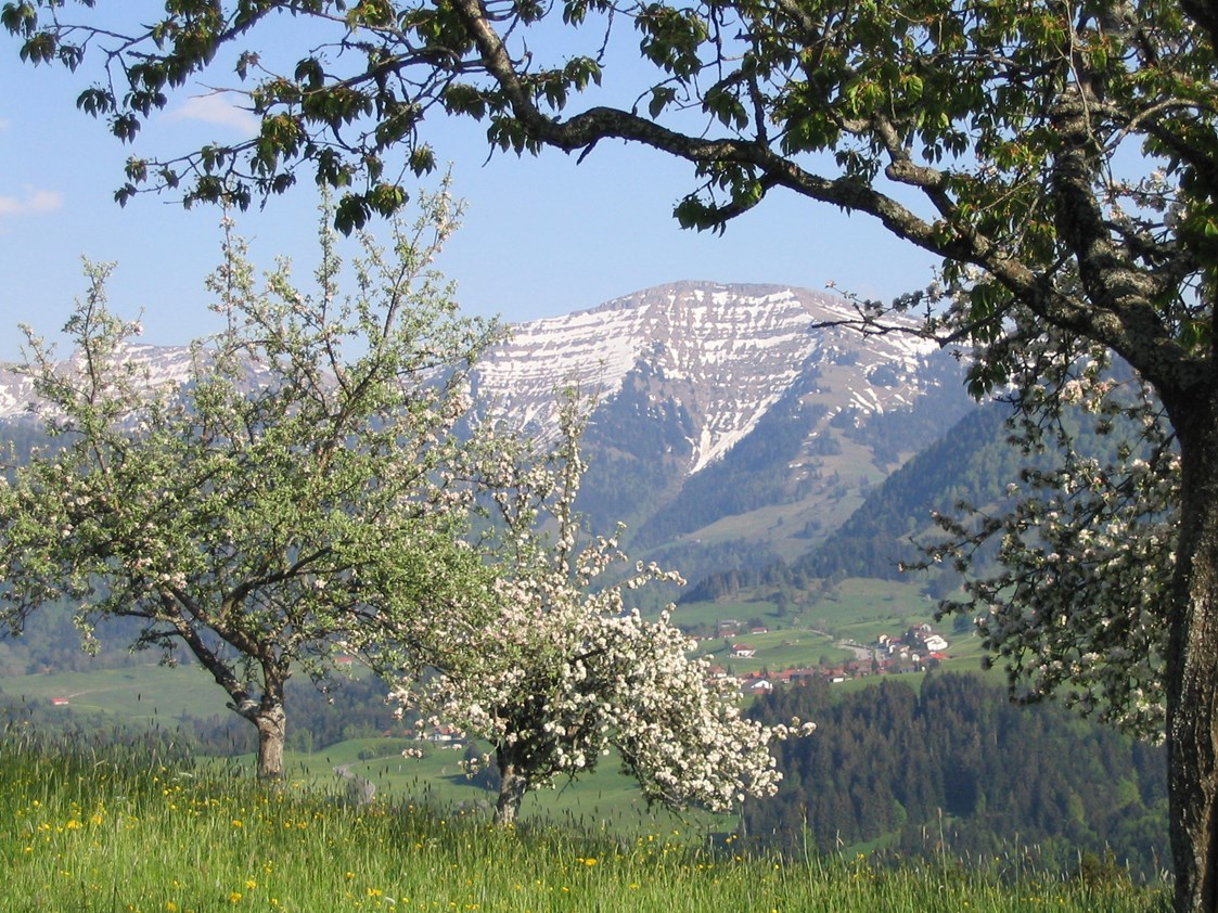 gastgeber-im-oberallgaeu: Hochgrat bei Oberstaufen - Steibis im Allgäu - Berghof am Paradies