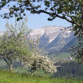 gastgeber-im-oberallgaeu: Hochgrat bei Oberstaufen - Steibis im Allgäu - Berghof am Paradies