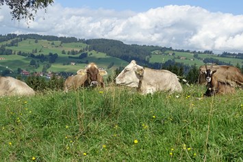 gastgeber-im-oberallgaeu: unsere Kühe dürfen noch raus auf die Weide - Bergbauernhof Rief