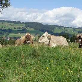 Unterkunft im Allgäu: unsere Kühe dürfen noch raus auf die Weide - Bergbauernhof Rief in Rettenberg im Allgäu