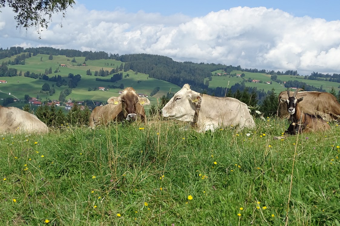 Unterkunft im Allgäu: unsere Kühe dürfen noch raus auf die Weide - Bergbauernhof Rief in Rettenberg im Allgäu