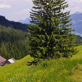 Unterkunft im Allgäu: Am Sonnenbichl - Ferienwohnungen in Oberstdorf im Allgäu - Am Sonnenbichl - Ferienwohnungen in Schöllang im Allgäu