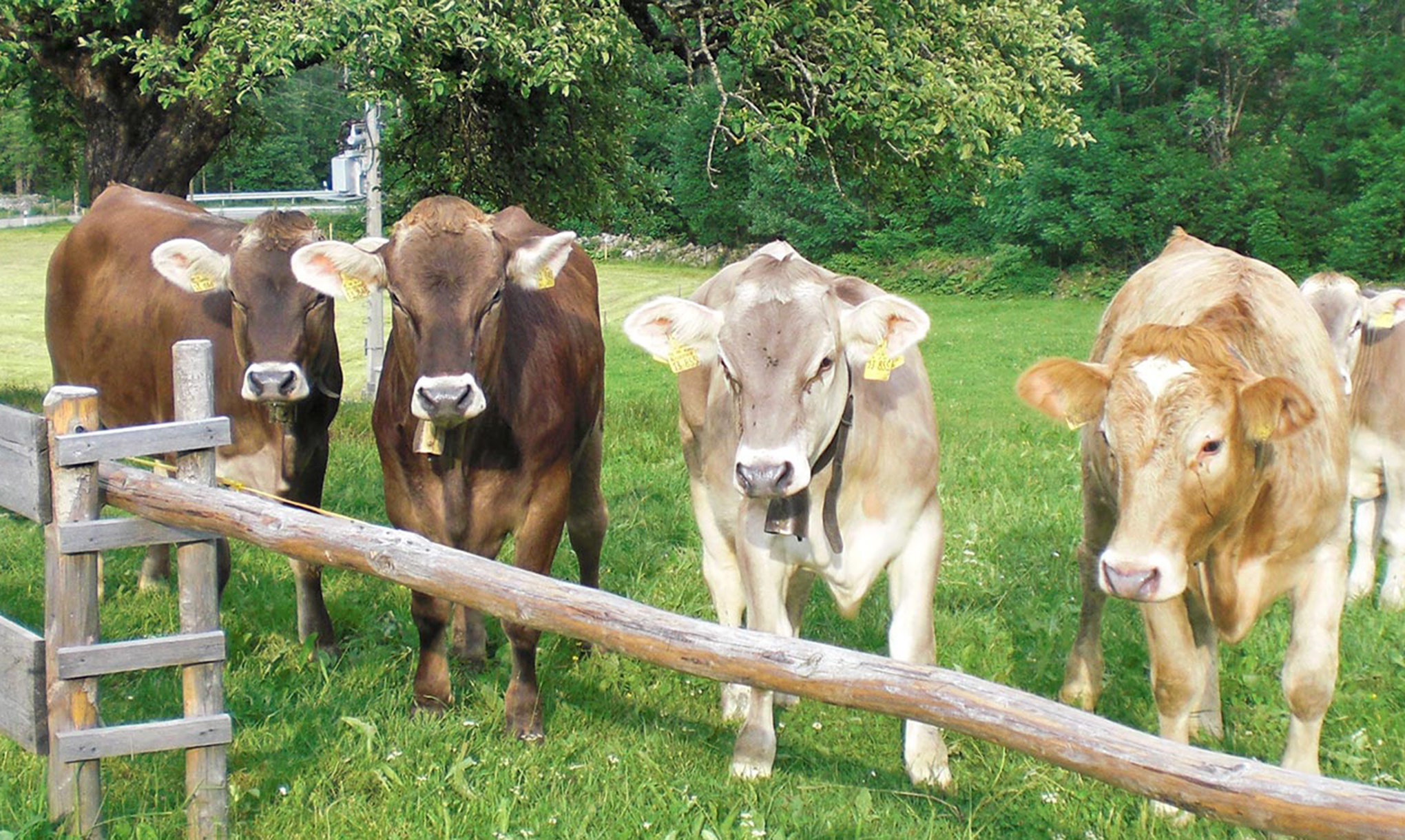 Unterkunft im Allgäu: Ferienhof Brutscher in Fischen im Allgäu - Ferienhof Brutscher in Fischen im Allgäu