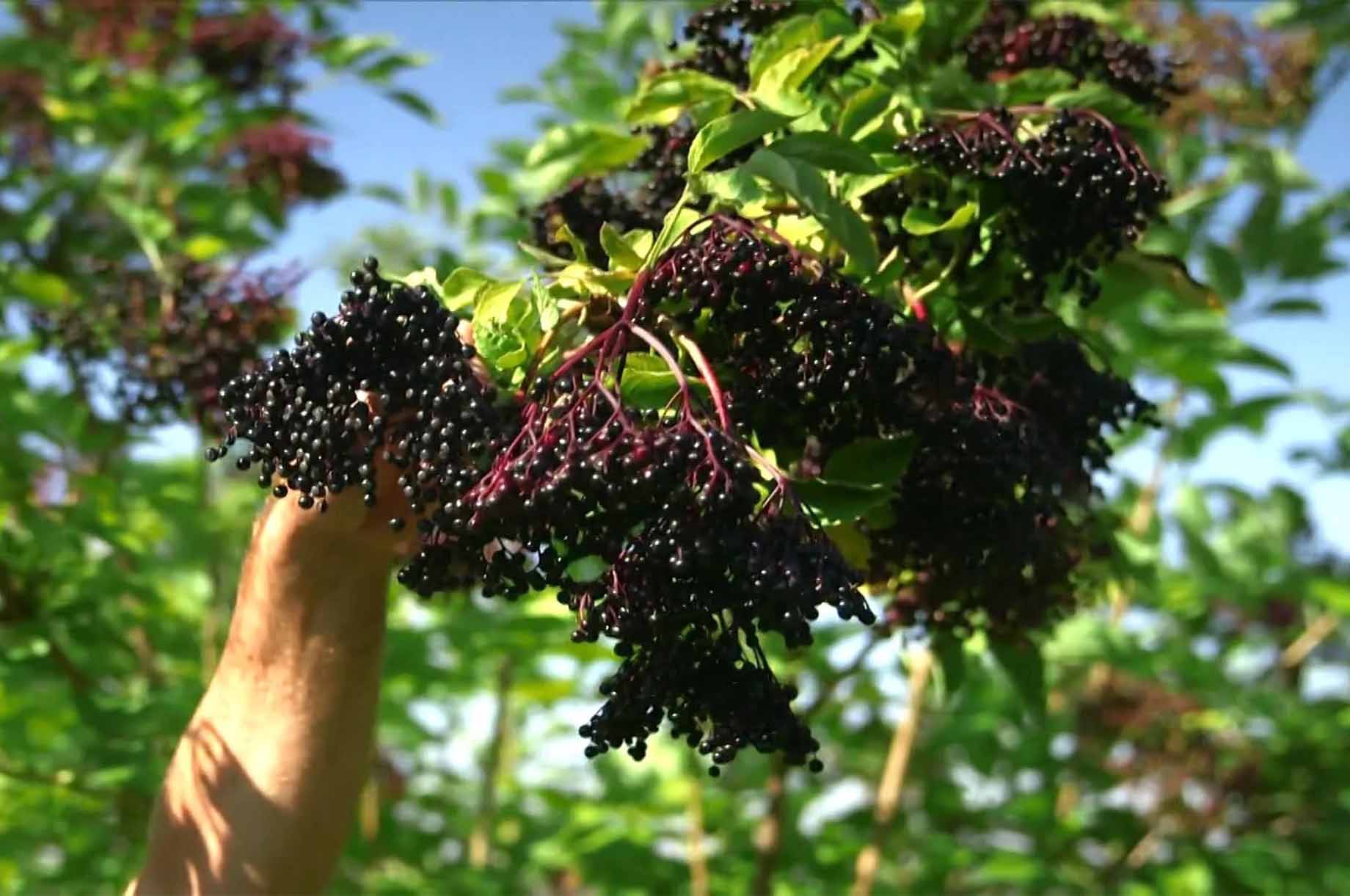 Hotels und Ferienwohnungen im Oberallgäu - Gartenführungen und mehr mit der Holderhexe - Die Holderhex erzählt - Märchen & Mythen unterm Holderbusch