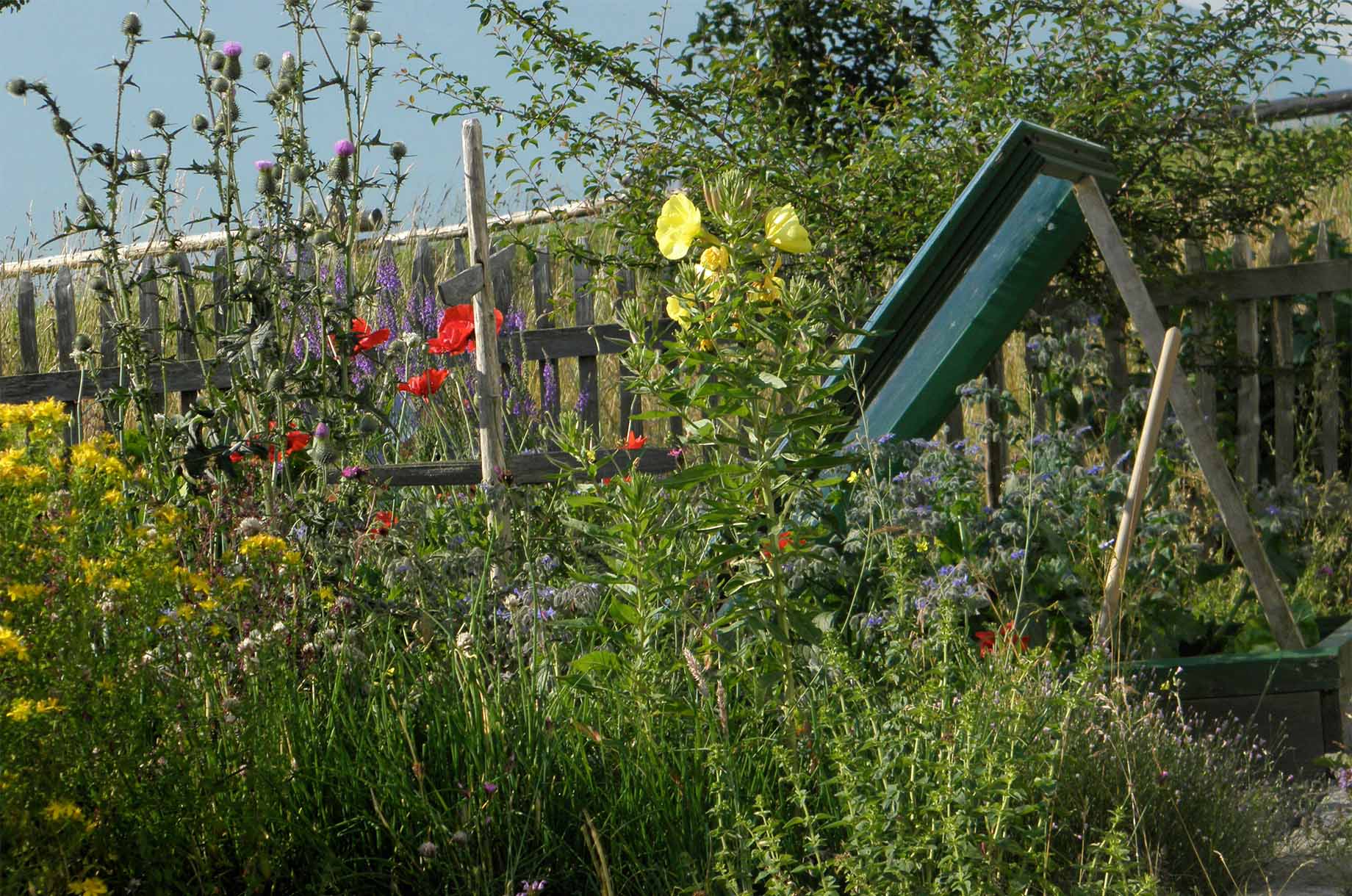 Veranstaltungen im Oberallgäu: Der Naturgarten im Winter - die Holderhex klärt auf - Der Naturgarten im Winter - die Holderhex klärt auf