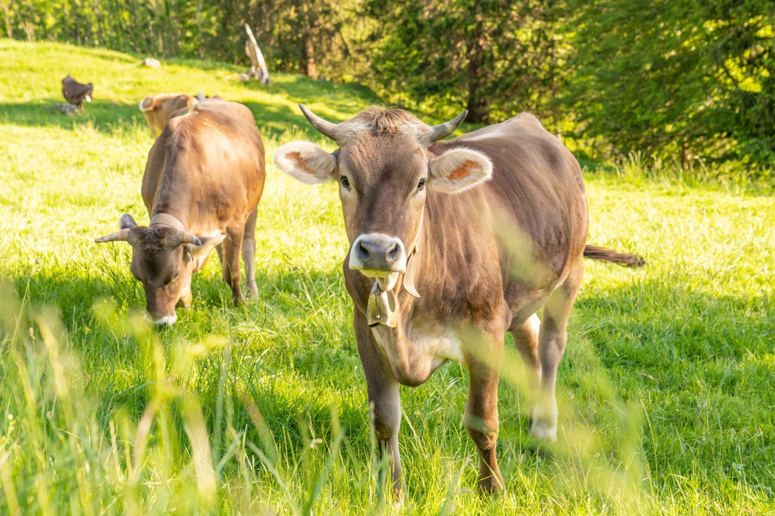 Unterkunft im Allgäu: Am Fuggerpark - Ferienwohnung in Oberstdorf im Allgäu - Am Fuggerpark Nr. 41 - Ferienwohnung in Oberstdorf