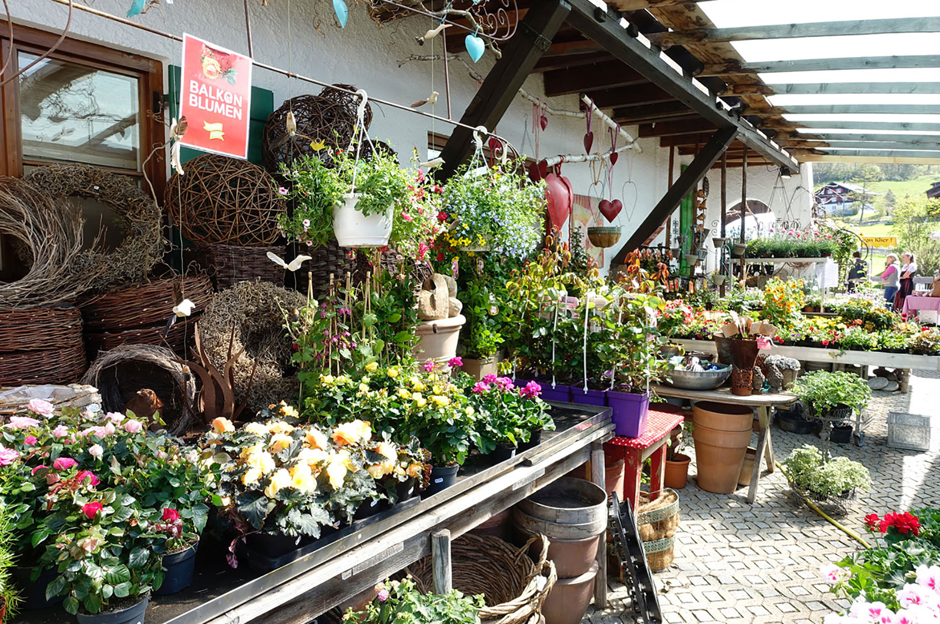 Veranstaltungen im Oberallgäu: Rosenfest bei Andres Haas Anfang Mai in Bad Oberdorf - Rosenfest im Mai 2026 in Bad Oberdorf 