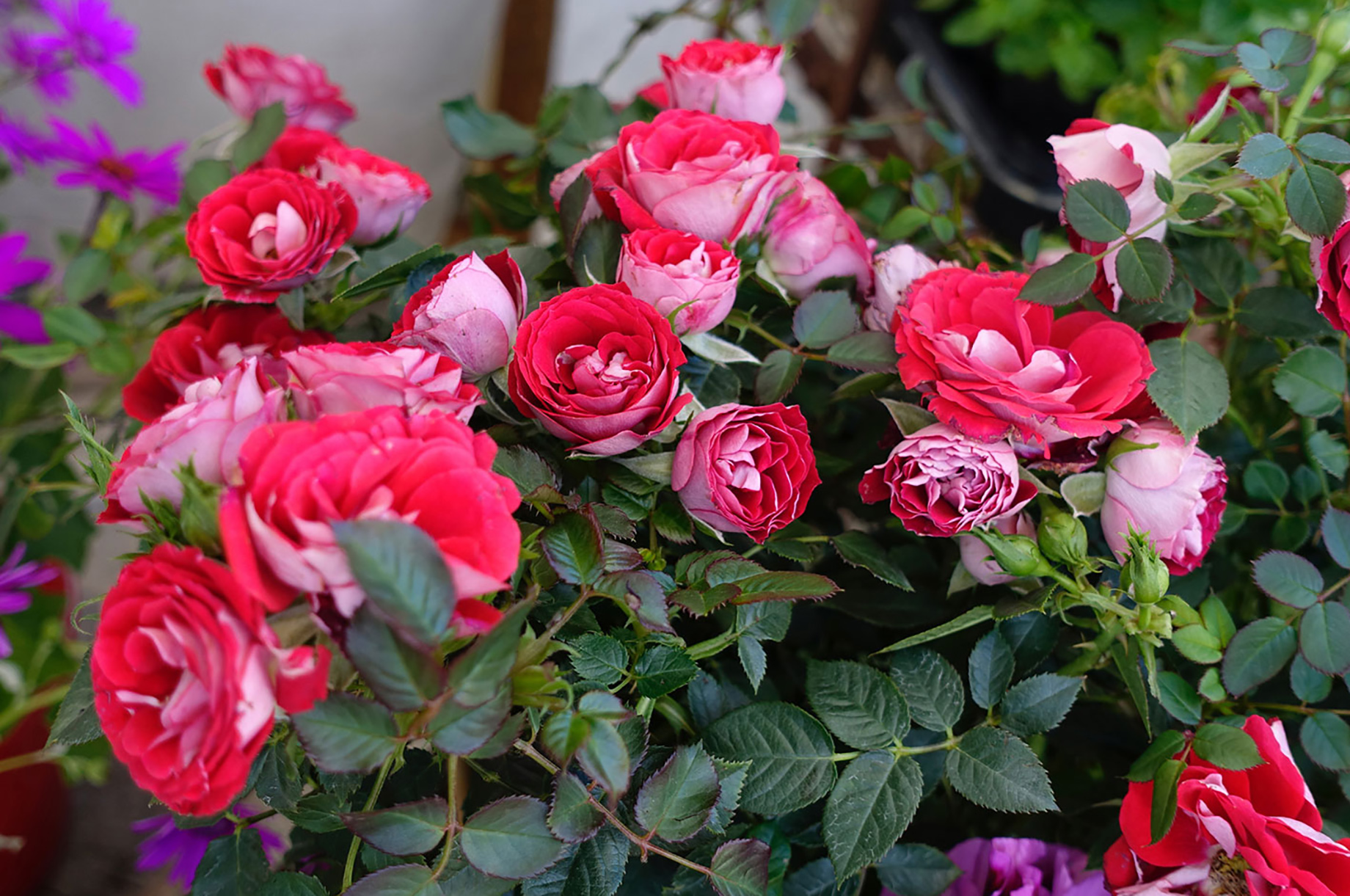 Veranstaltungen im Oberallgäu: Rosenfest im Anfang Mai in Bad Oberdorf - Rosenfest im Mai in Bad Oberdorf 