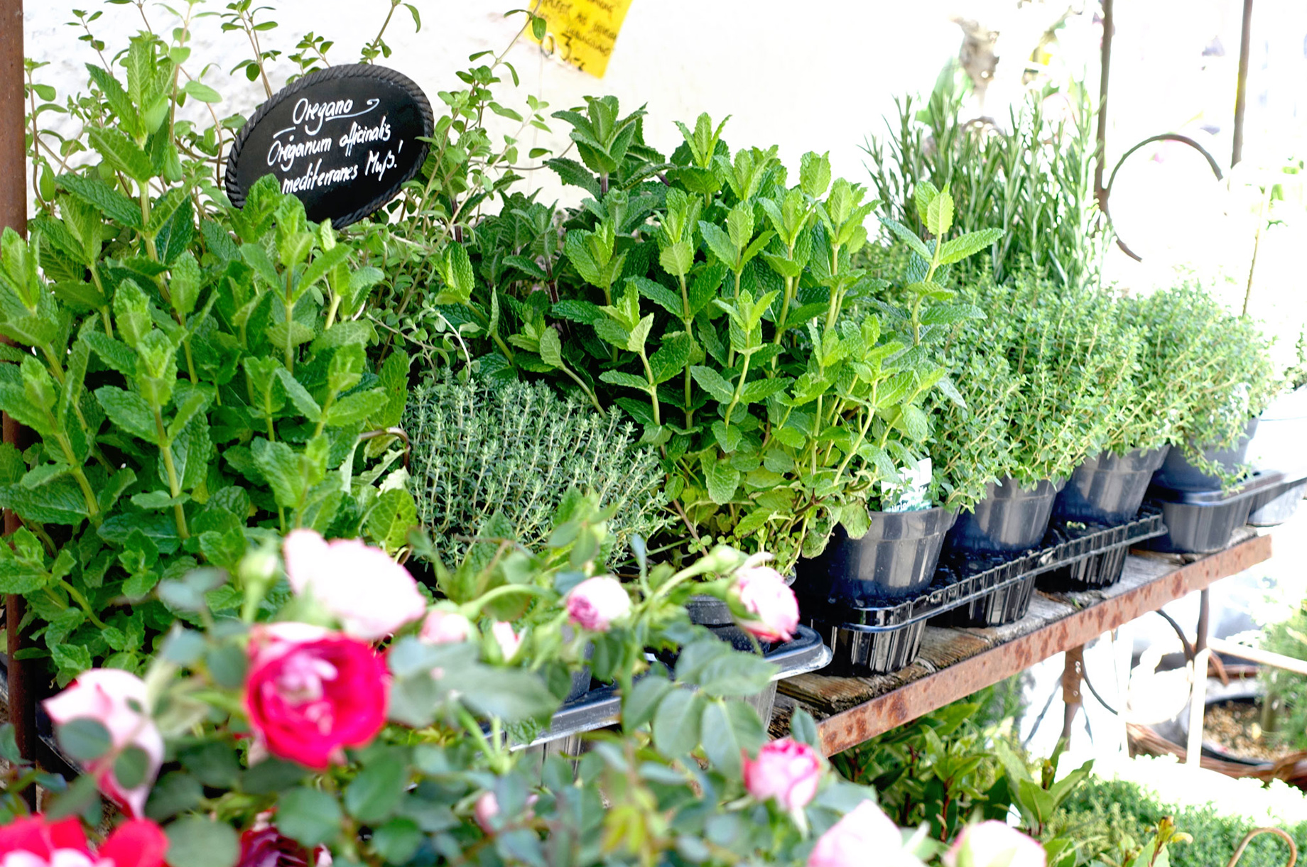 Veranstaltungen im Oberallgäu: Rosenfest im Anfang Mai in Bad Oberdorf - Rosenfest im Mai in Bad Oberdorf 